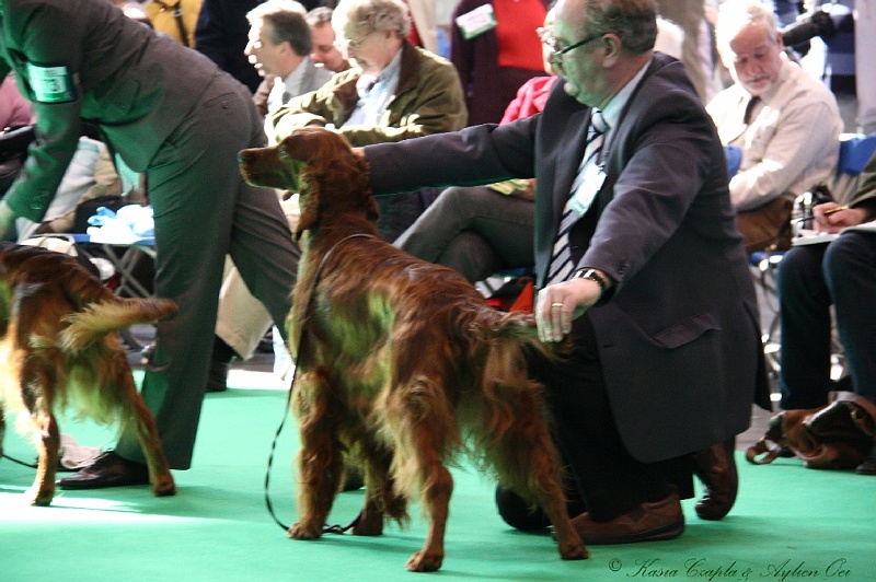 Crufts2011 675.jpg